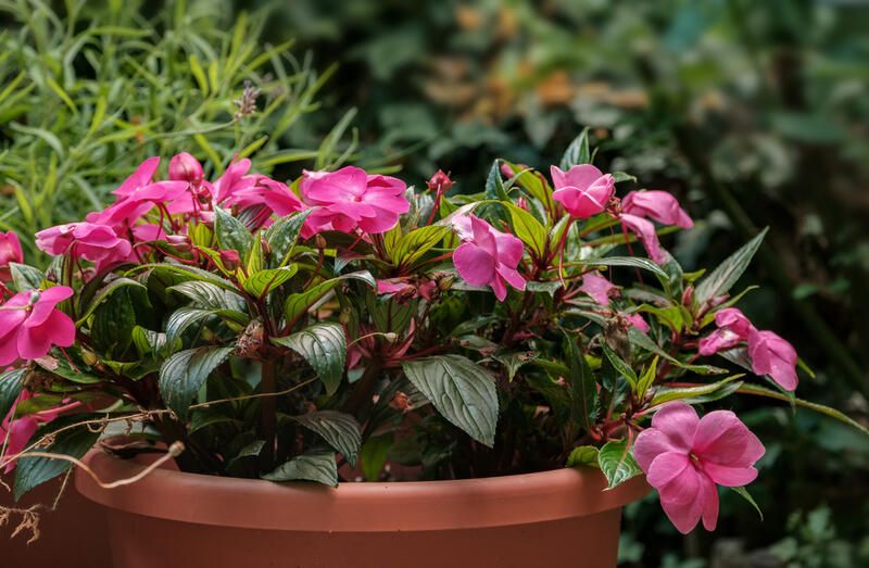 Everything You Need to Know About Impatiens Plant Care - Shrubhub