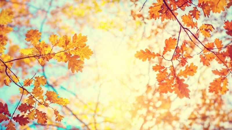 Autumn Planting Tips: Your Wished-for Summer Garden in the Making - Shrubhub