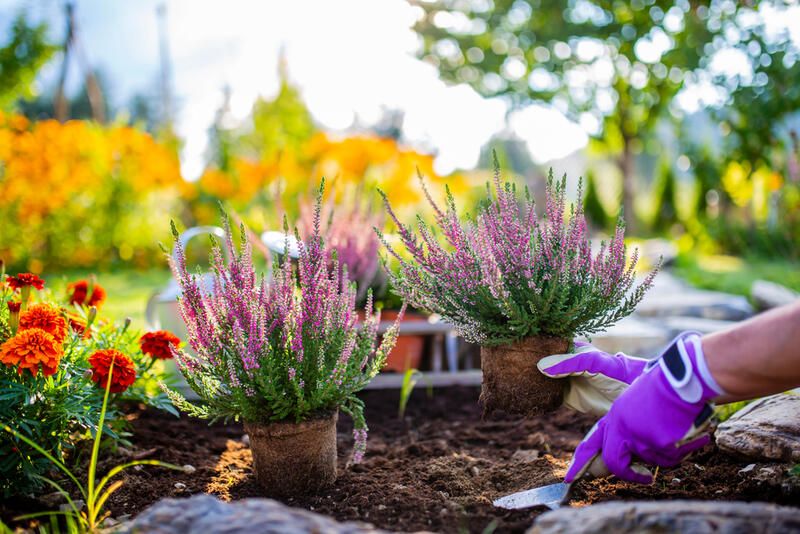 Autumn Planting Tips: Your Wished-for Summer Garden in the Making  - Shrubhub