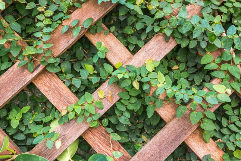 Bring Vertical Appeal to Your Space With These Garden Trellis Ideas - Shrubhub