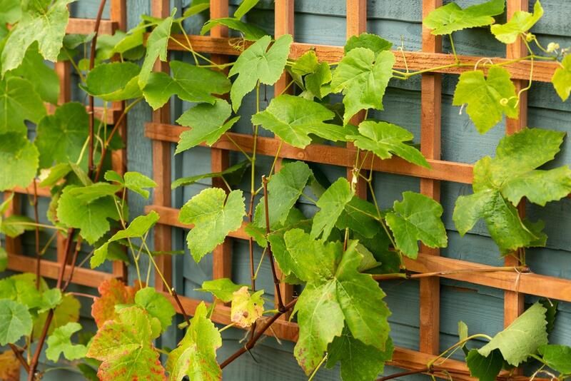 Bring Vertical Appeal to Your Space With These Garden Trellis Ideas - Shrubhub