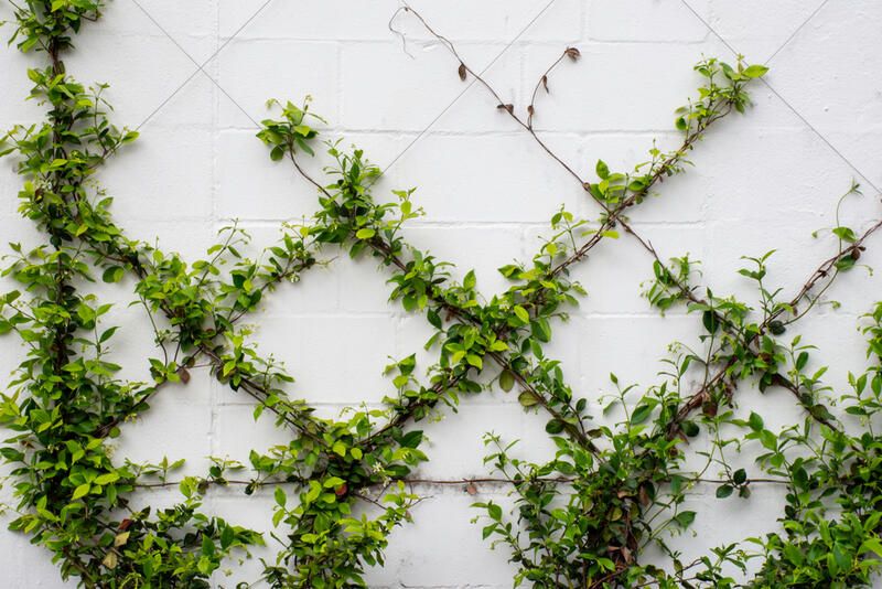 Bring Vertical Appeal to Your Space With These Garden Trellis Ideas - Shrubhub