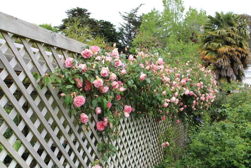 Bring Vertical Appeal to Your Space With These Garden Trellis Ideas - Shrubhub