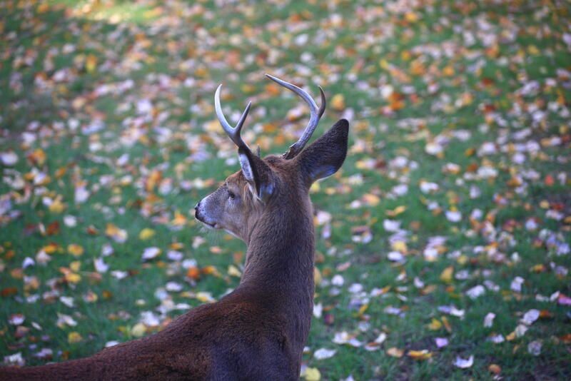 Deer-resistant Plants: A Beginner's Manual to a Deer-proof Yard - Shrubhub