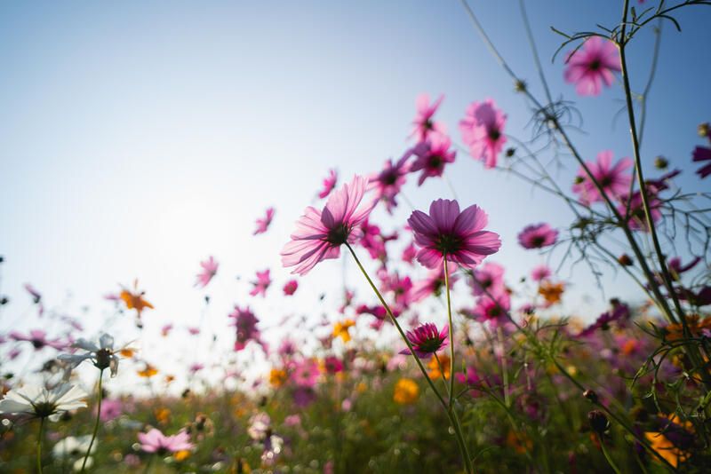 Following Nature's Steps: Meadow Garden Ideas - Shrubhub