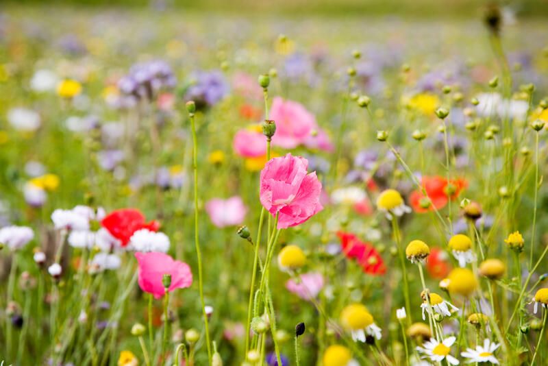 Following Nature's Steps: Meadow Garden Ideas - Shrubhub