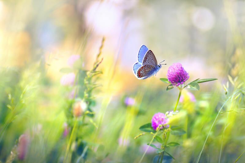 Following Nature's Steps: Meadow Garden Ideas - Shrubhub