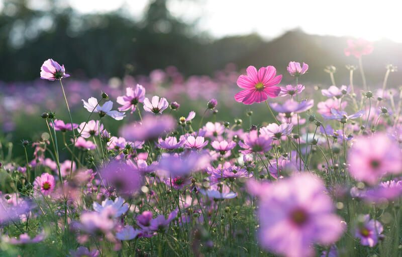 Following Nature's Steps: Meadow Garden Ideas - Shrubhub