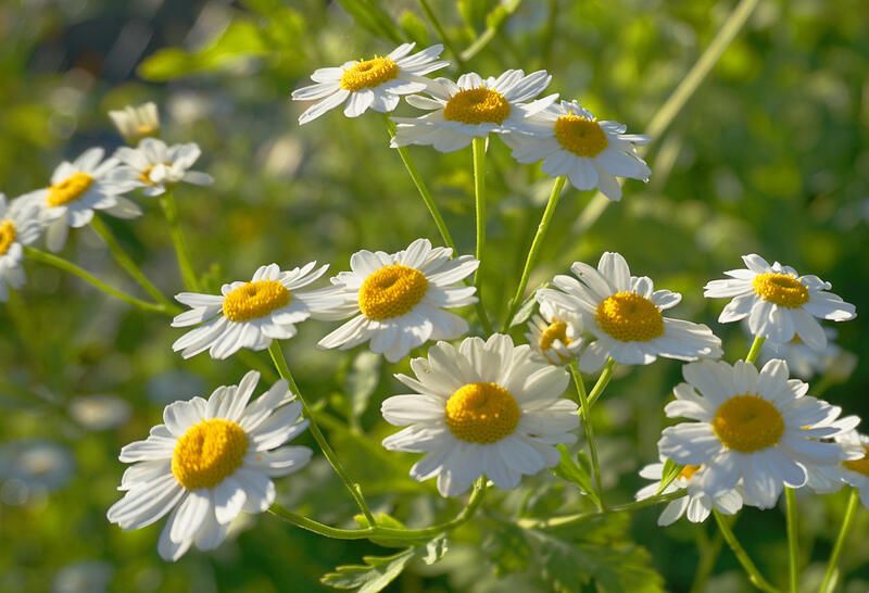 Edible Flowers: Health Benefits That Boost Your Brain and Heal Your Body - Shrubhub