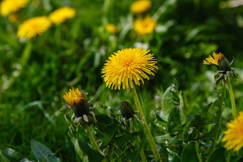 Edible Flowers: Health Benefits That Boost Your Brain and Heal Your Body - Shrubhub