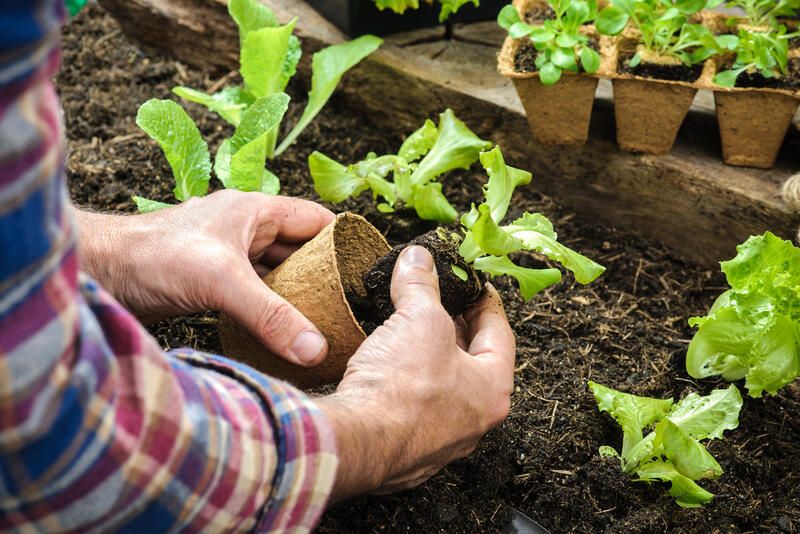 Edible Flowers: Health Benefits That Boost Your Brain and Heal Your Body - Shrubhub