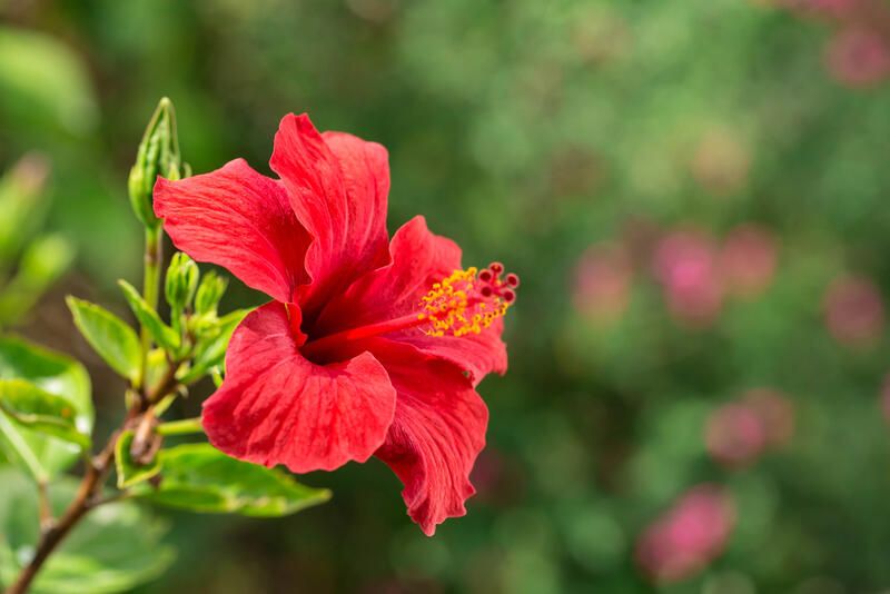 Edible Flowers: Health Benefits That Boost Your Brain and Heal Your Body - Shrubhub