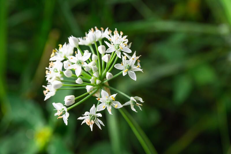 Edible Flowers: Health Benefits That Boost Your Brain and Heal Your Body - Shrubhub