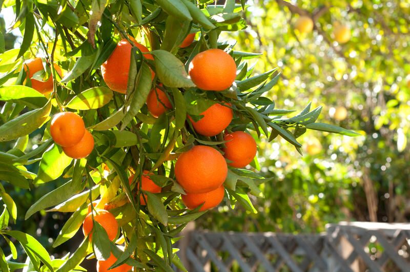 The Secret on How to Grow Fruit Trees & Strawberry Plants - Shrubhub