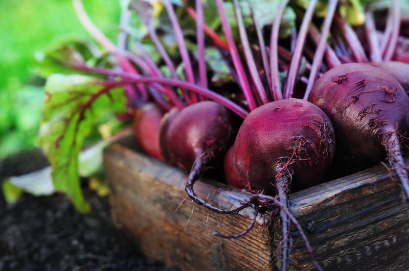 The Secret on How to Grow Fruit Trees & Strawberry Plants - Shrubhub