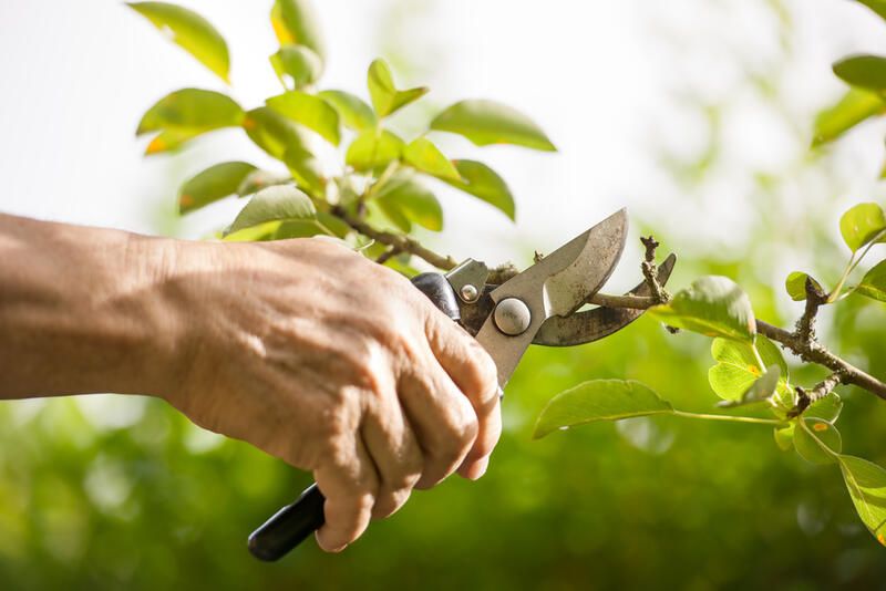 The Secret on How to Grow Fruit Trees & Strawberry Plants - Shrubhub