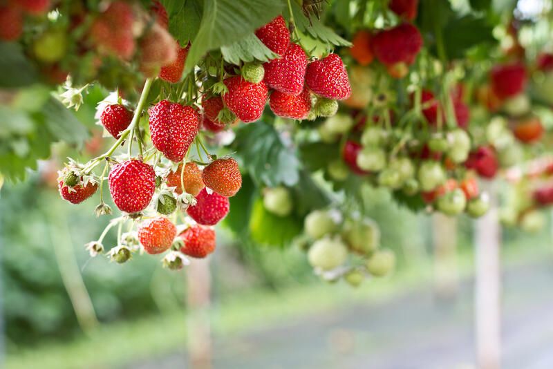 The Secret on How to Grow Fruit Trees & Strawberry Plants - Shrubhub