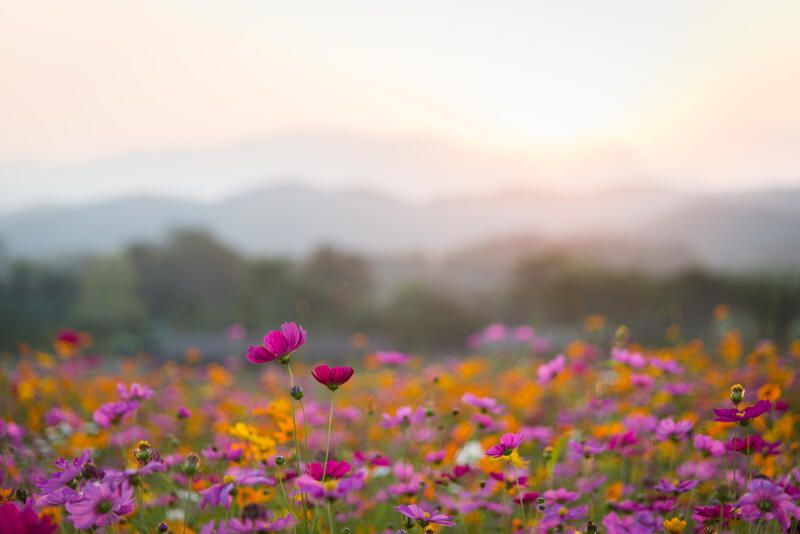 The Top Wildflower Garden Ideas - Shrubhub