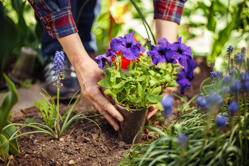 The Top Wildflower Garden Ideas - Shrubhub