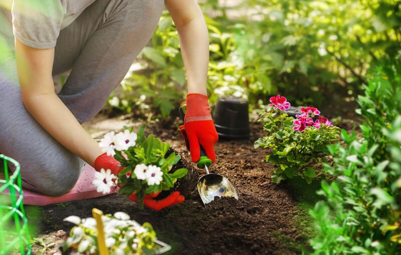 The Top Wildflower Garden Ideas - Shrubhub