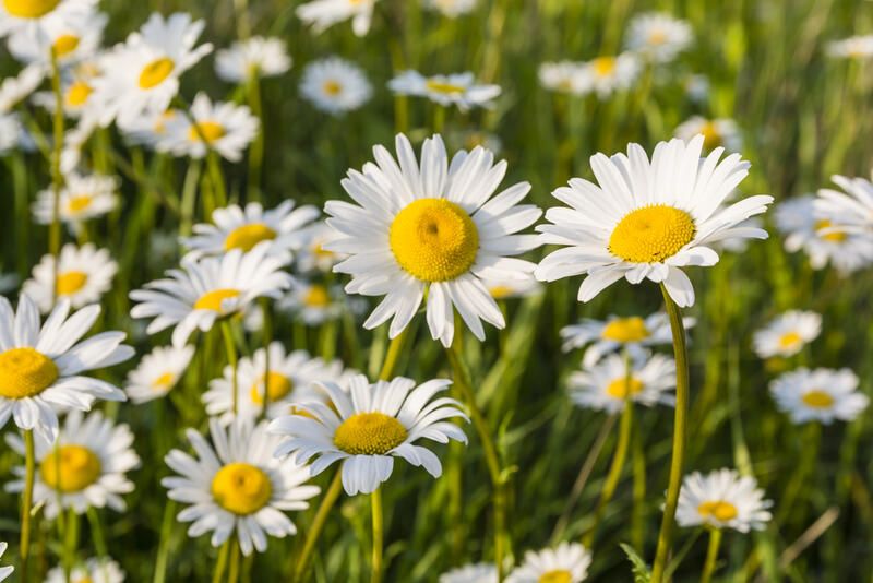 The Top Wildflower Garden Ideas - Shrubhub