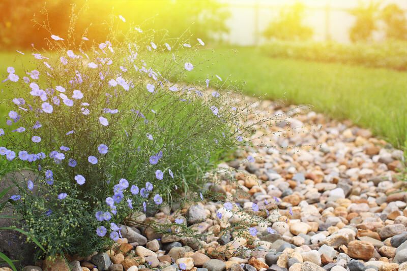 The How-To Guide: Rock Garden Design - Shrubhub