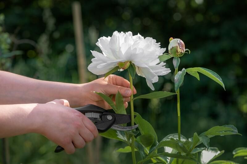 Gardening Tools Guide: The Essential Gardening Tools - Shrubhub