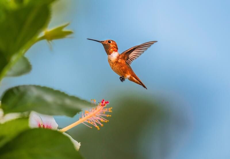 How to Attract Hummingbirds To Your Yard - Shrubhub