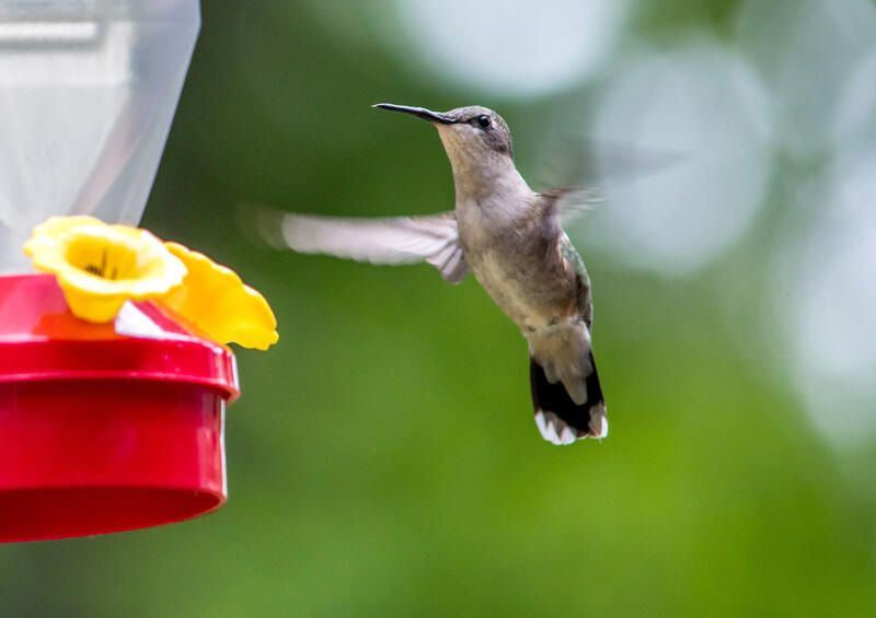 How to Attract Hummingbirds To Your Yard - Shrubhub