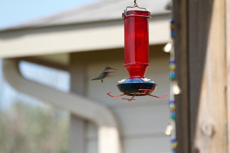 How to Attract Hummingbirds To Your Yard - Shrubhub