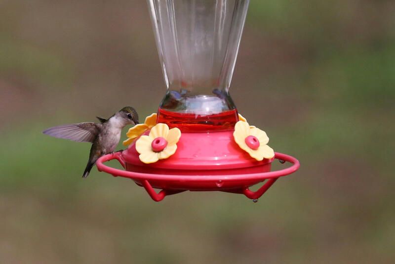 How to Attract Hummingbirds To Your Yard - Shrubhub