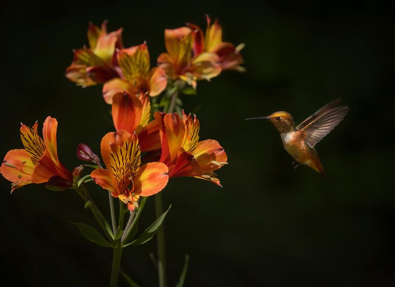 How to Attract Hummingbirds To Your Yard - Shrubhub