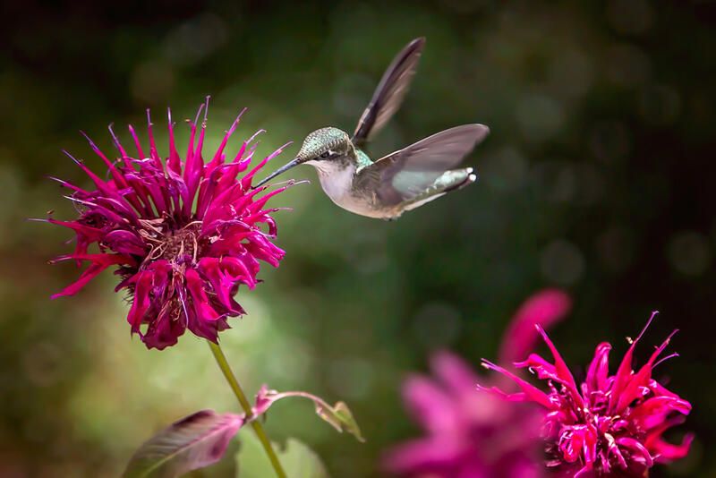 How to Attract Hummingbirds To Your Yard - Shrubhub