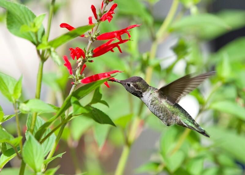 How to Attract Hummingbirds To Your Yard - Shrubhub