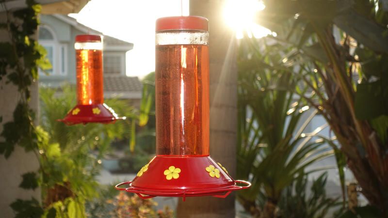 How to Attract Hummingbirds To Your Yard - Shrubhub