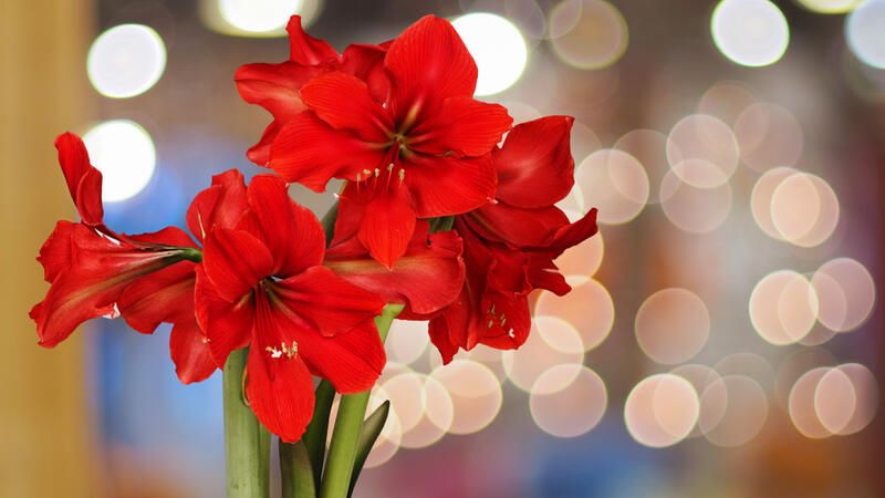 A Full Guide On How To Grow Bulbs Indoors - Shrubhub