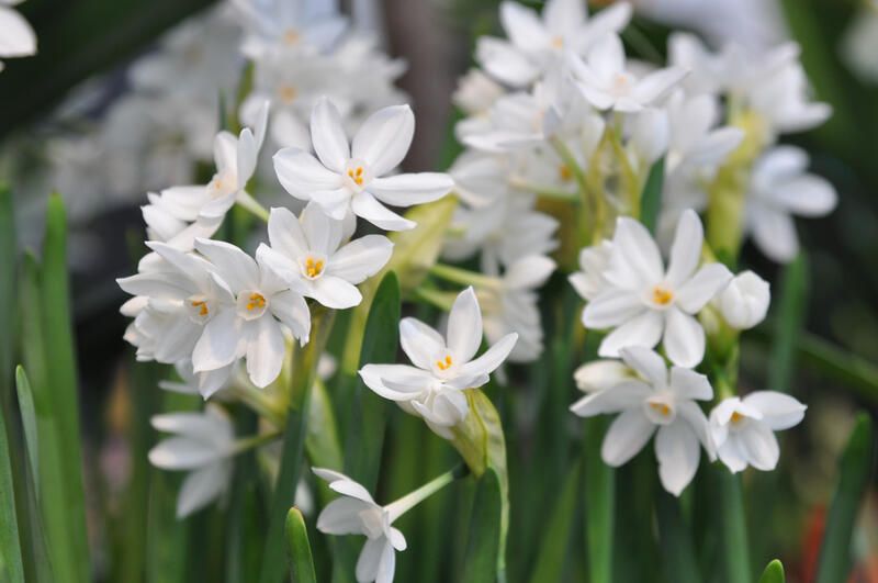 A Full Guide On How To Grow Bulbs Indoors - Shrubhub