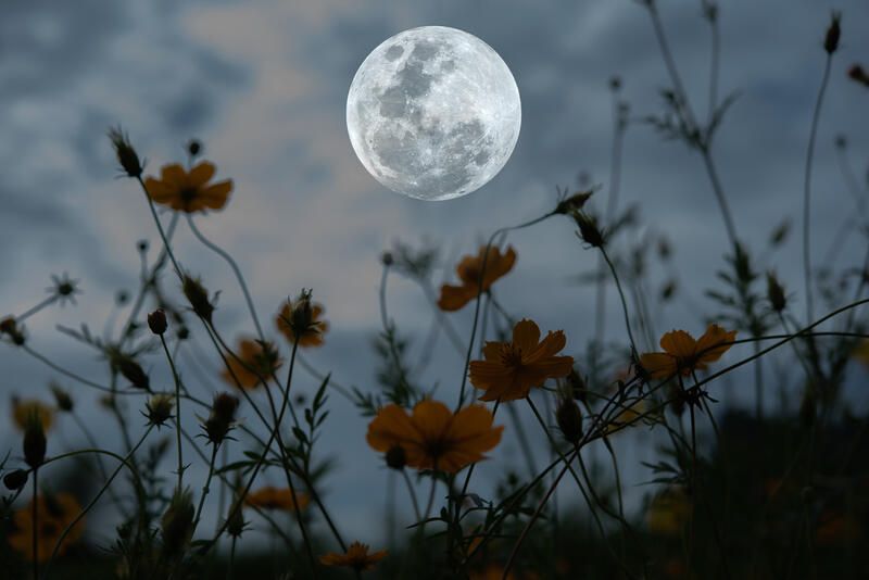 10 Moon Garden Ideas To Help You Create A Whimsical Yard - Shrubhub