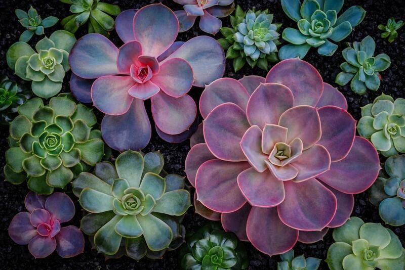 Everything You Need to Know About Succulent Care - Shrubhub