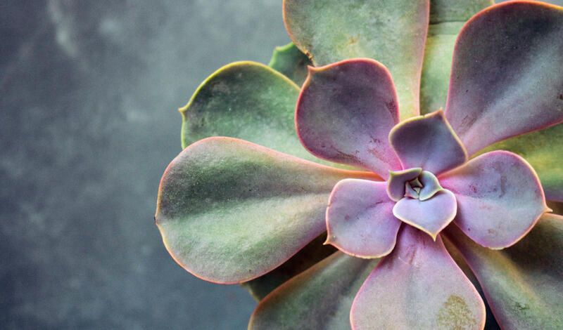 Everything You Need to Know About Succulent Care - Shrubhub