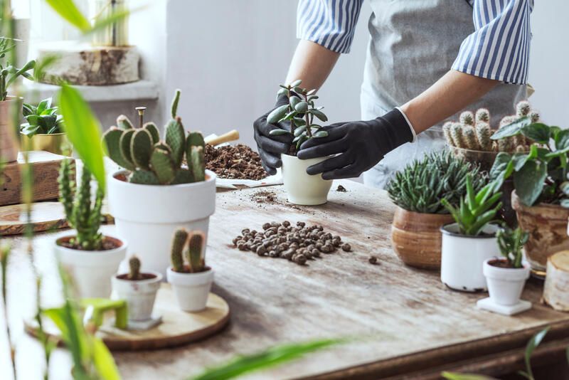 Everything You Need to Know About Succulent Care - Shrubhub