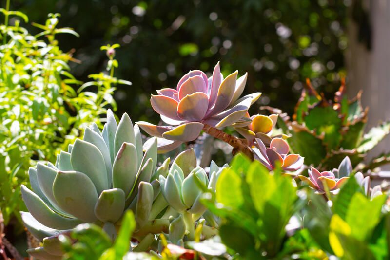 Everything You Need to Know About Succulent Care - Shrubhub