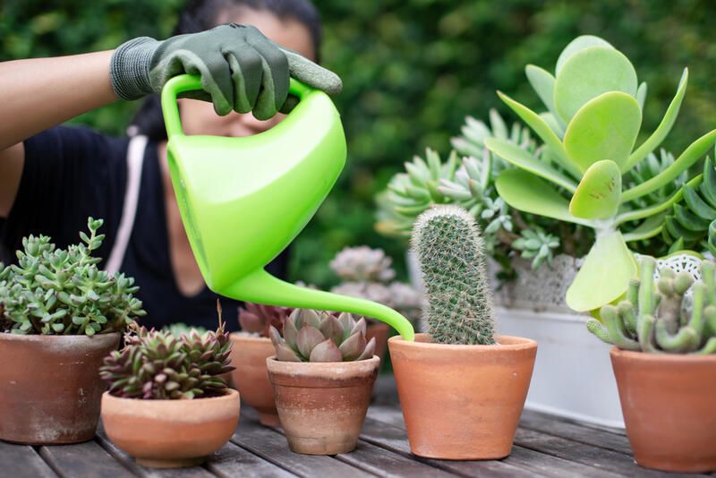 Everything You Need to Know About Succulent Care - Shrubhub