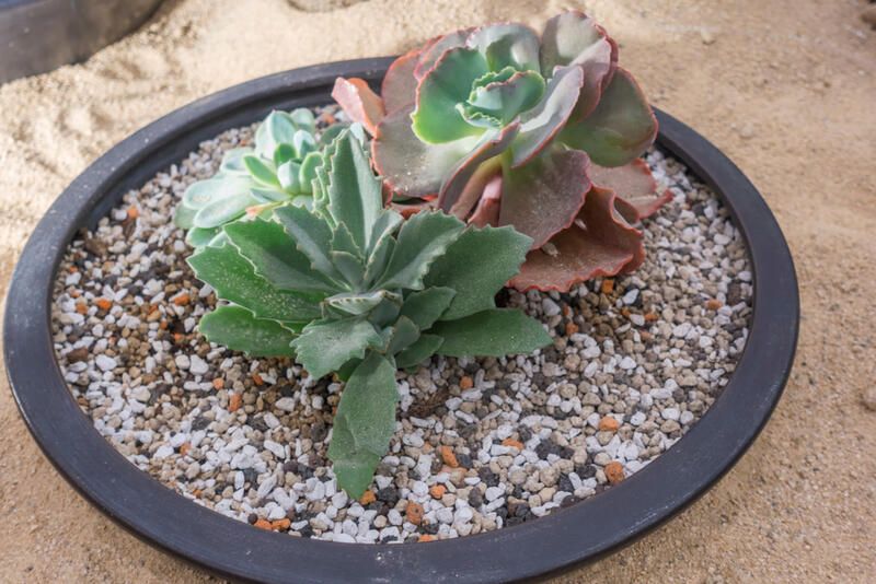 Everything You Need to Know About Succulent Care - Shrubhub