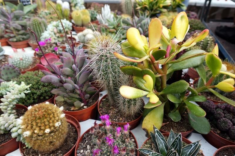 Everything You Need to Know About Succulent Care - Shrubhub