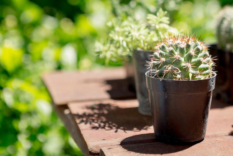 Everything You Need to Know About Succulent Care - Shrubhub