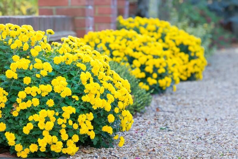 The Essential Mum Planting Guide: Growing, Planting & Caring - Shrubhub