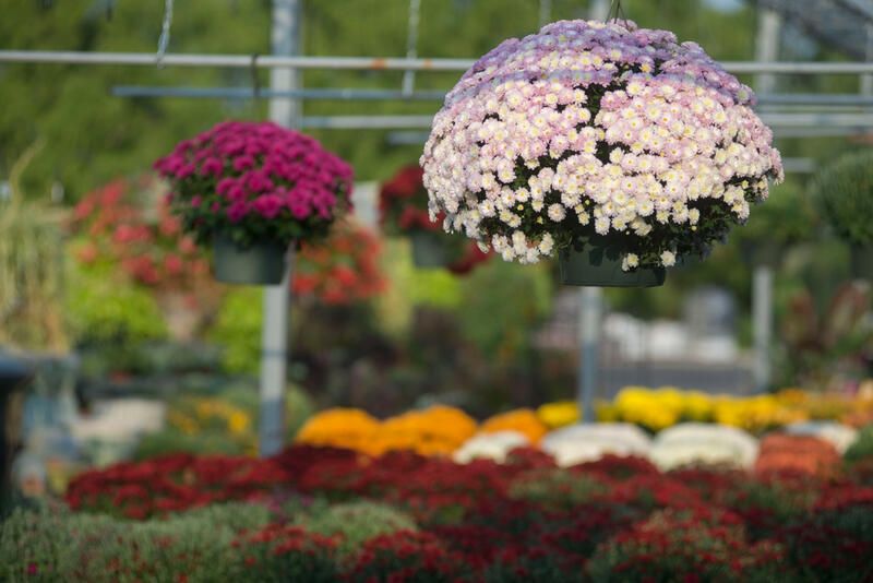 The Essential Mum Planting Guide: Growing, Planting & Caring - Shrubhub