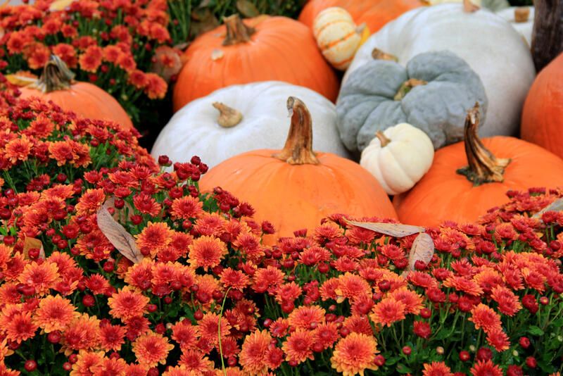 The Essential Mum Planting Guide: Growing, Planting & Caring - Shrubhub