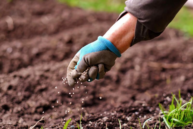 The Essential Mum Planting Guide: Growing, Planting & Caring - Shrubhub